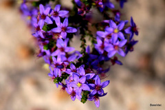 Calytrix leschenaultii