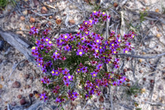 Calytrix leschenaultii