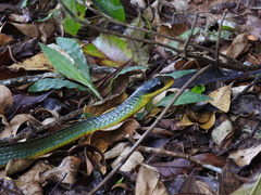 Chironius bicarinatus