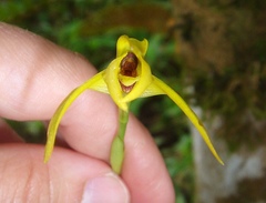 Maxillaria crocea