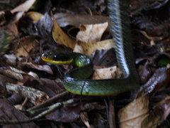 Chironius bicarinatus