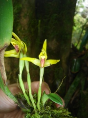 Maxillaria crocea