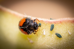 Diomus notescens