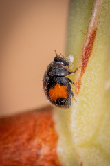 Diomus notescens