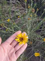 Grindelia pulchella