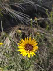 Grindelia pulchella