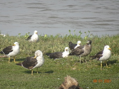 Larus belcheri