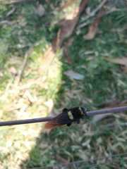 Mallophora ruficauda