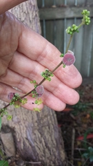 Glochidion sumatranum