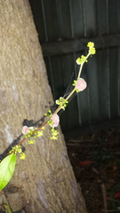 Glochidion sumatranum