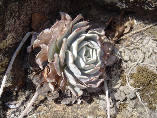 Foto de Rosa-de-pedra