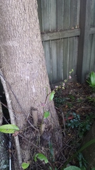 Glochidion sumatranum