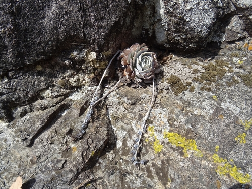 Foto de Rosa-de-pedra