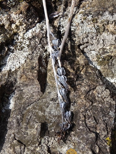 Foto de Rosa-de-pedra
