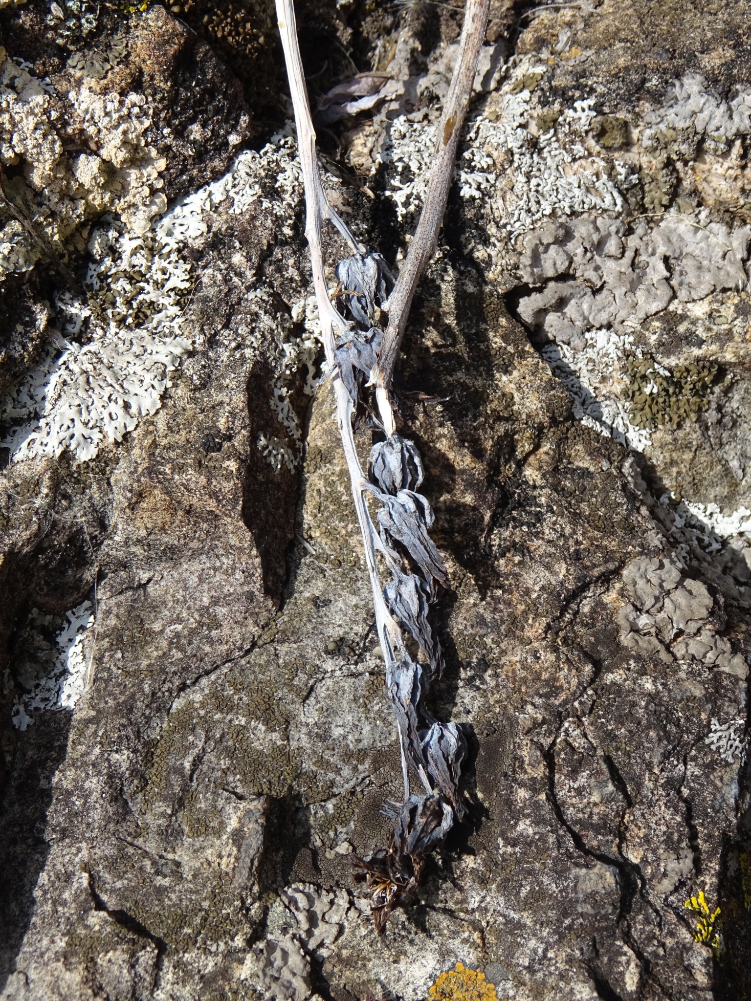 Imagem de Rosa-de-pedra