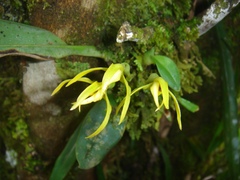 Maxillaria crocea