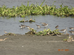 Calidris pusilla