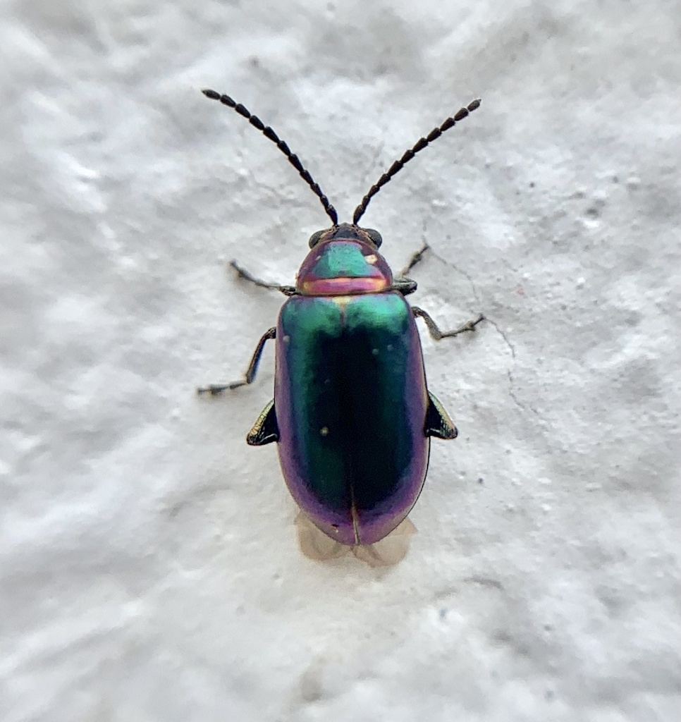 Purple-collared Flea Beetle