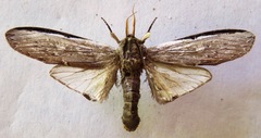 Lirimiris lignitecta