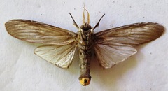 Lirimiris lignitecta