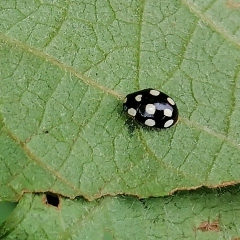 Brachiacantha octosignata