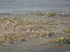 Charadrius semipalmatus
