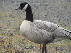 Branta canadensis parvipes