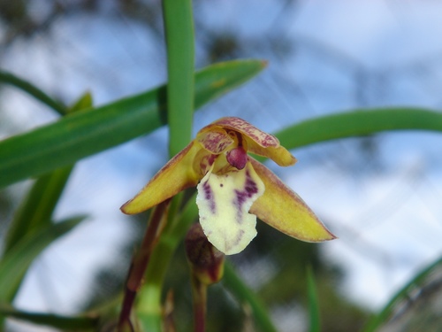 Delicate maxillaria (Maxillaria humilis)