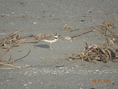 Charadrius collaris