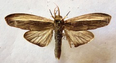 Truncaptera inopinata