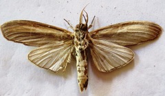 Truncaptera inopinata