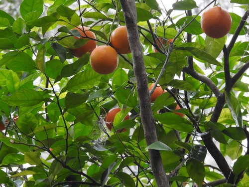 Citrus × aurantium