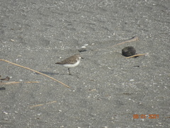Calidris pusilla