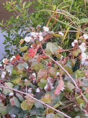 Gossypium hirsutum
