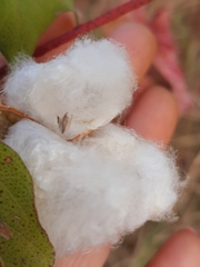 Gossypium hirsutum