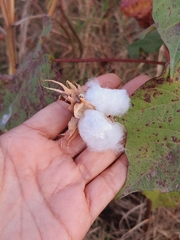 Gossypium hirsutum