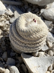 Epithelantha bokei