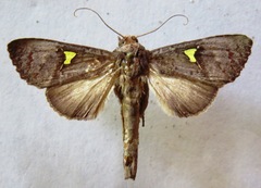 Notoplusia flavodiscata