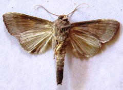 Notoplusia flavodiscata