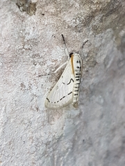Linosta