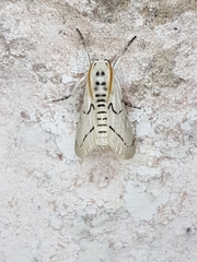 Linosta