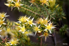 Calytrix flavescens