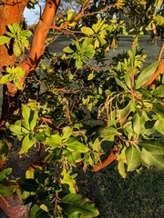 Arbutus × andrachnoides