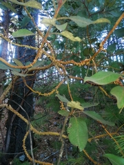 Arbutus bicolor