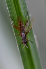 Sepedon spinipes