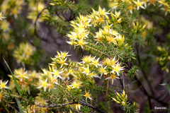 Calytrix flavescens