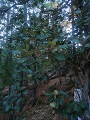 Arbutus bicolor