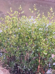 Avicennia