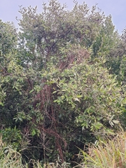 Avicennia