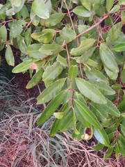 Avicennia